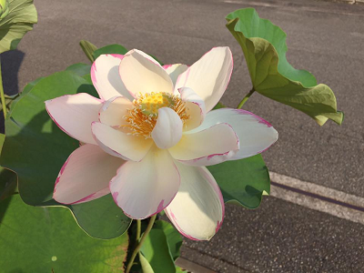 白い蓮の花が咲きました 大越仏壇